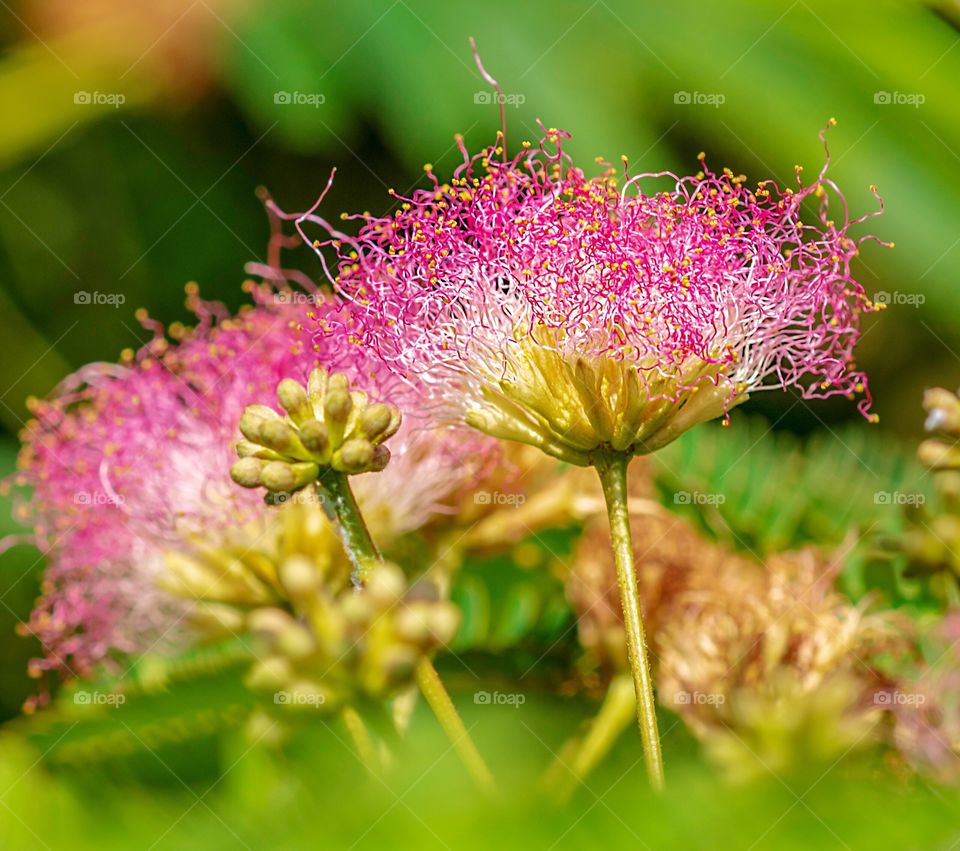 Pretty macro of mimosa flowers and buds