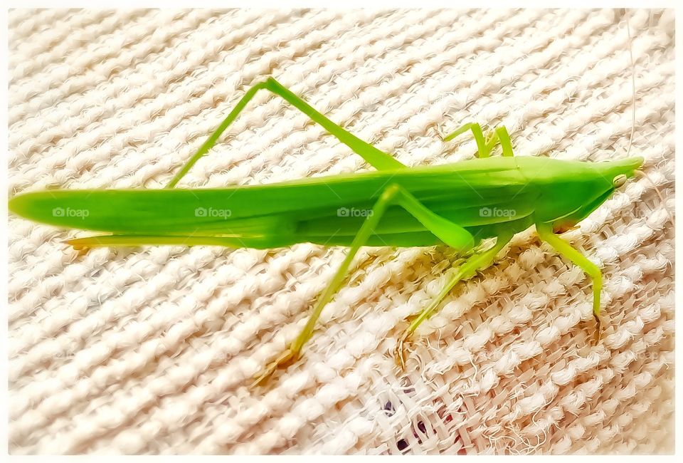 Best Indian grasshopper nice looking image