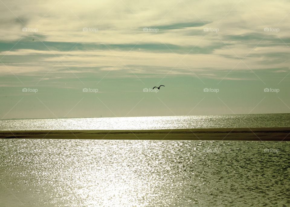 Seagull at the North sea coast