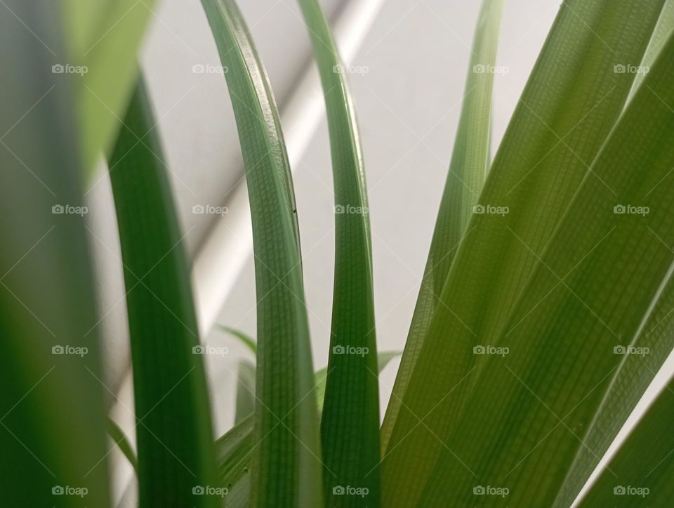 Fragrant screwpine, here where I from we call it pandan leaves. It is widely used for savoury and sweet dishes.