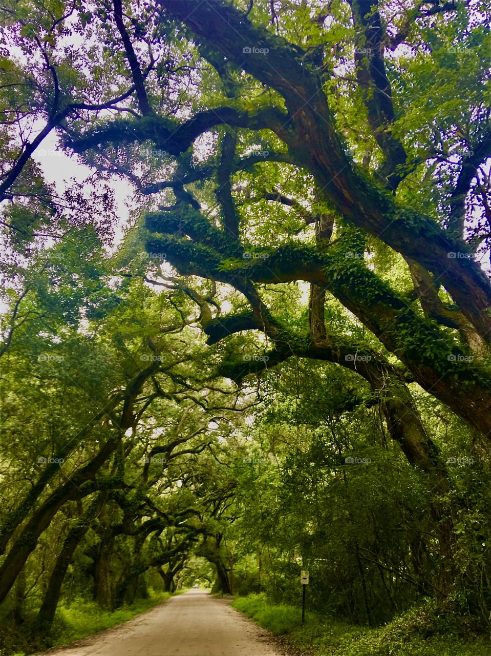 Foap Mission Trees! Tunnel of trees on a backcountry road!