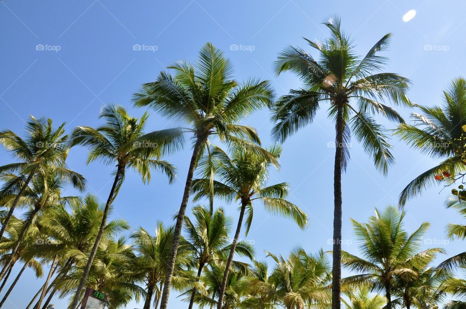 beautiful brazilian coconut trees