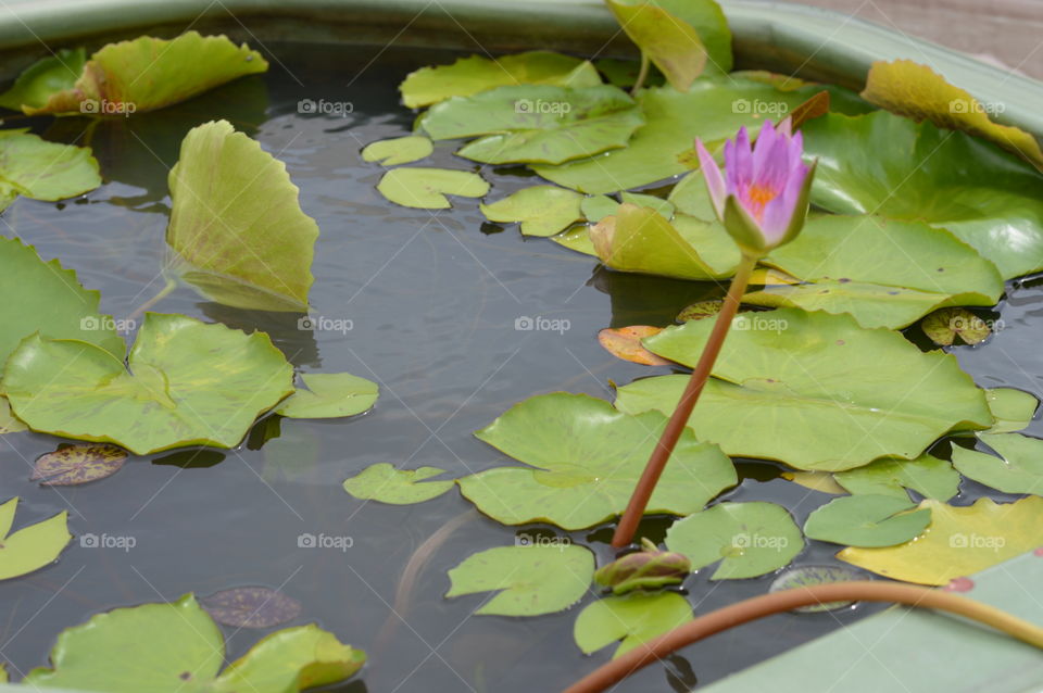 Lily pad lotus