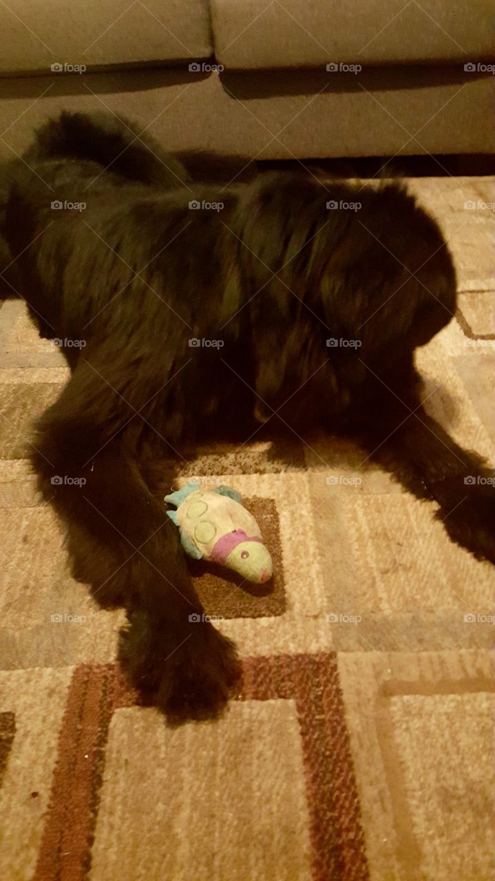 No Person, Mammal, One, Animal, Retro