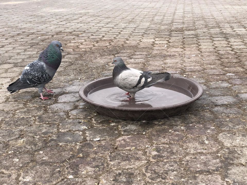 Two pigeons 