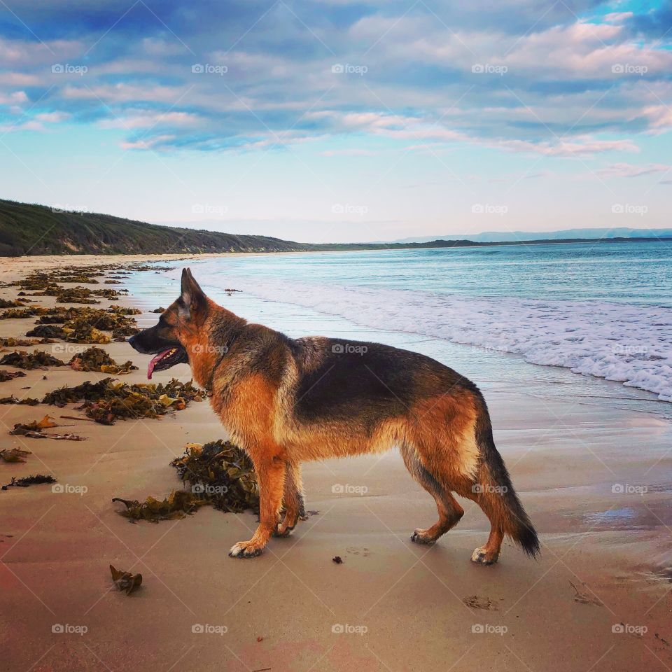 Dog on the beach with seaweed 