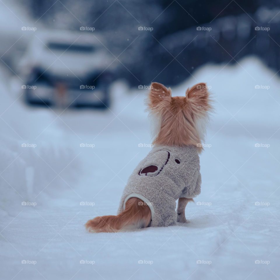 a small dog in a sweater sits on the road in winter.  back view