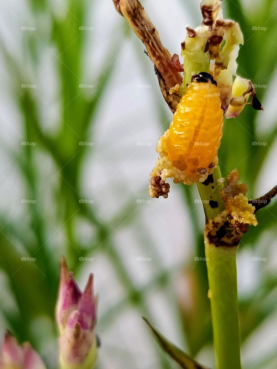 A yellow orchid beetle larva on the stem of Bamboo Orchid plant.Lema pectoralis larva.