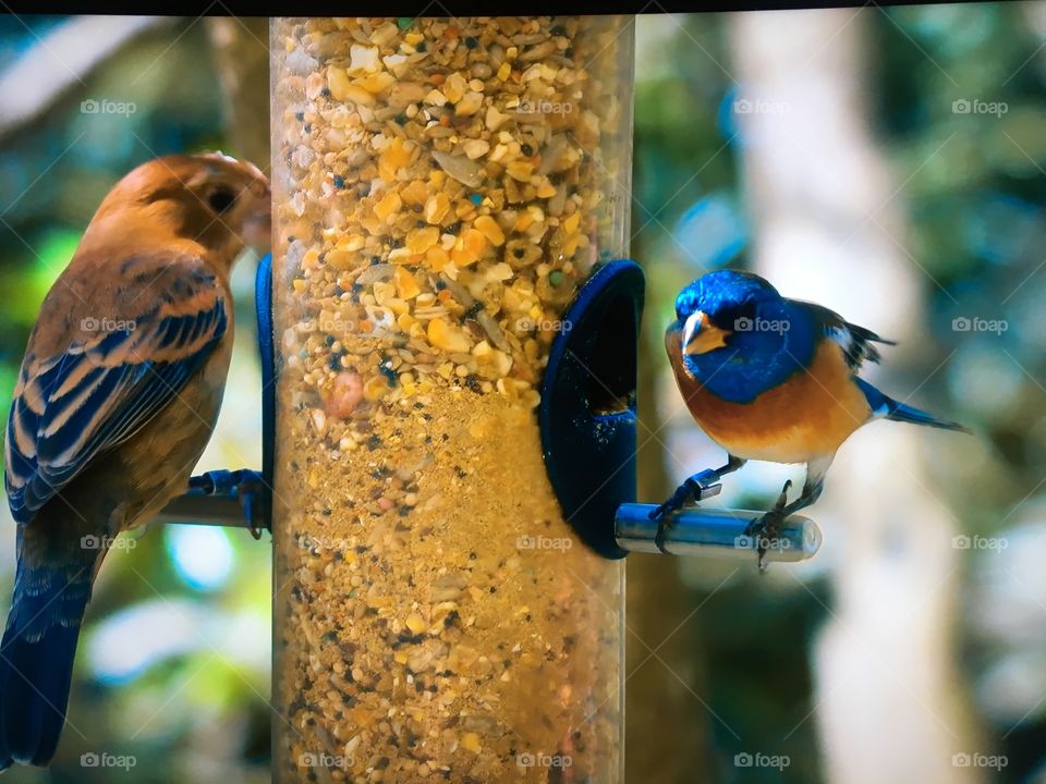 Brazilian bird inside zoo gardens 