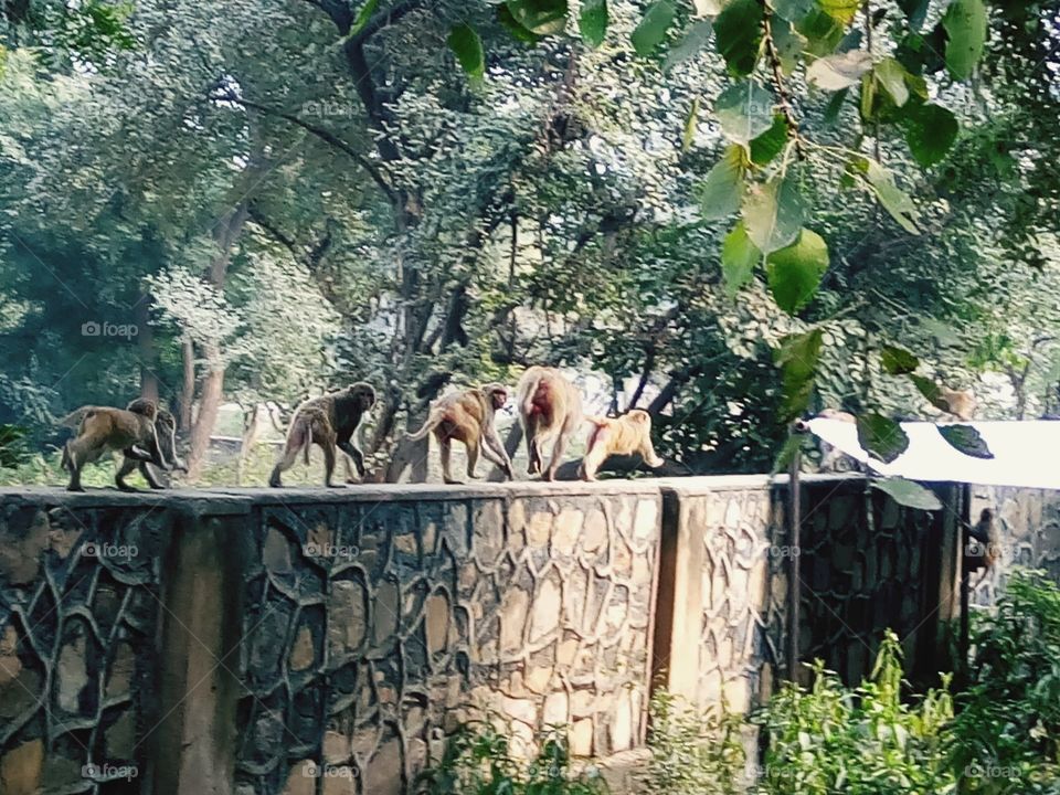 Marathon Race in Monkeys.