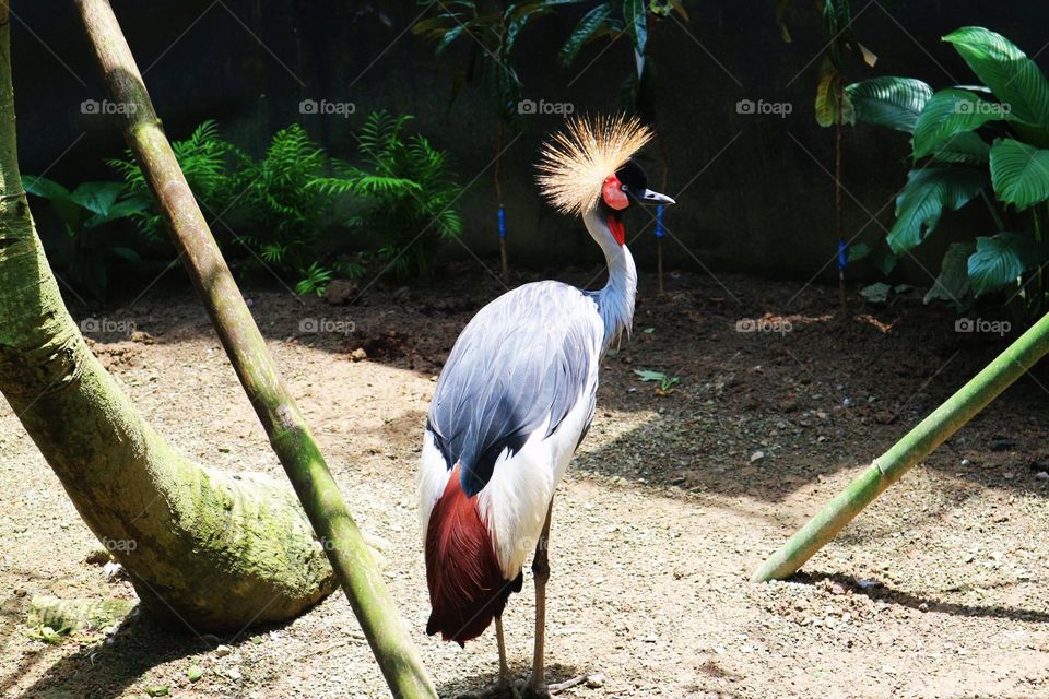 beautiful crane