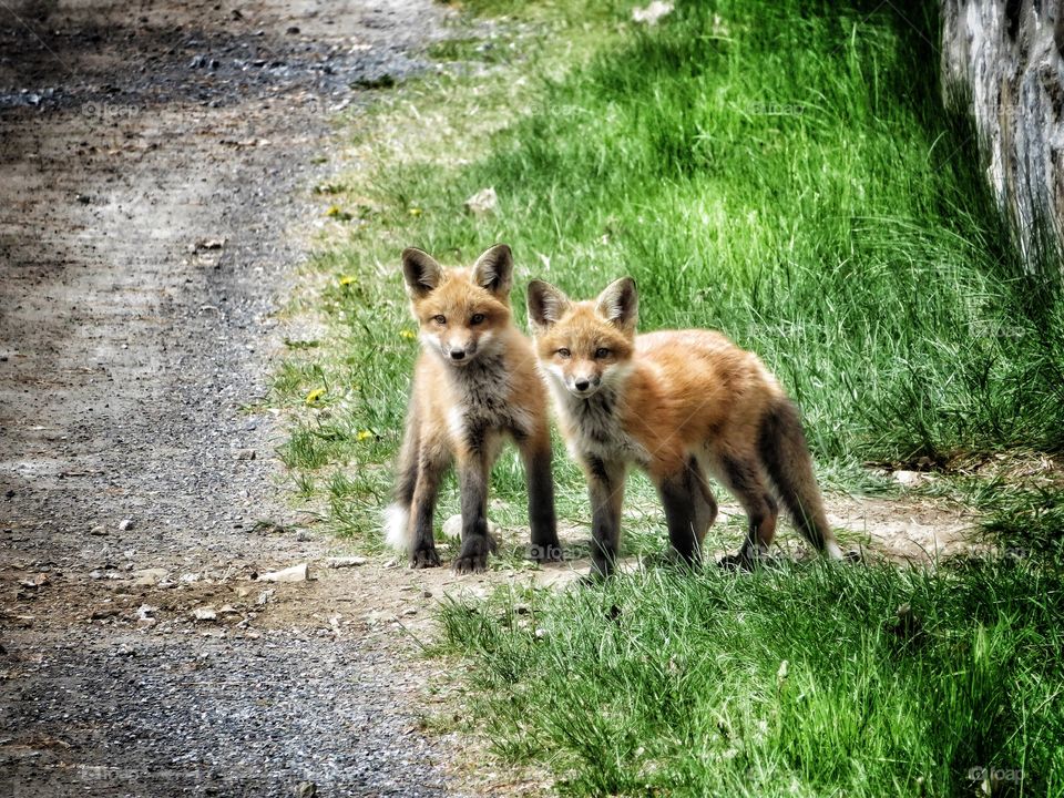 Young foxes