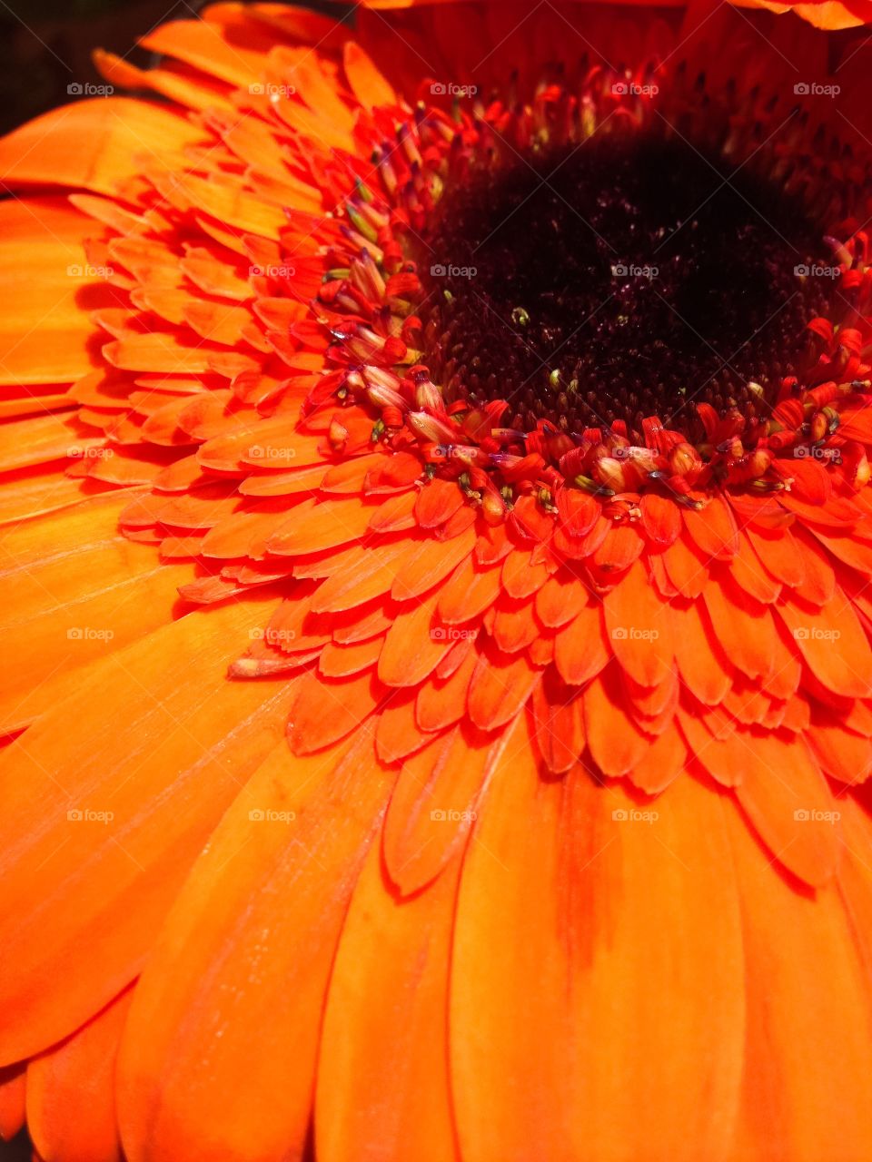 Flower, No Person, Nature, Gerbera, Flora