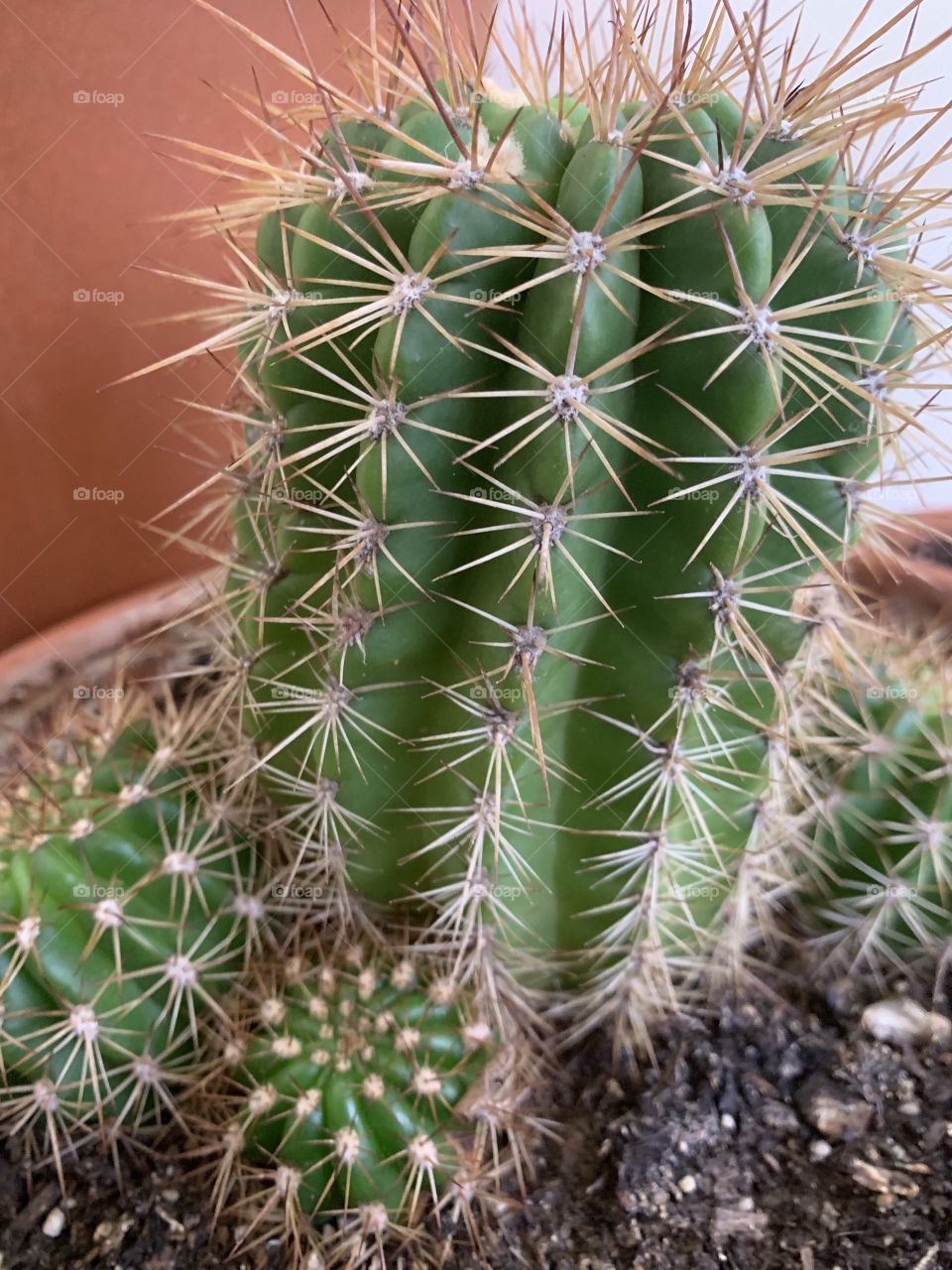 Cactus 