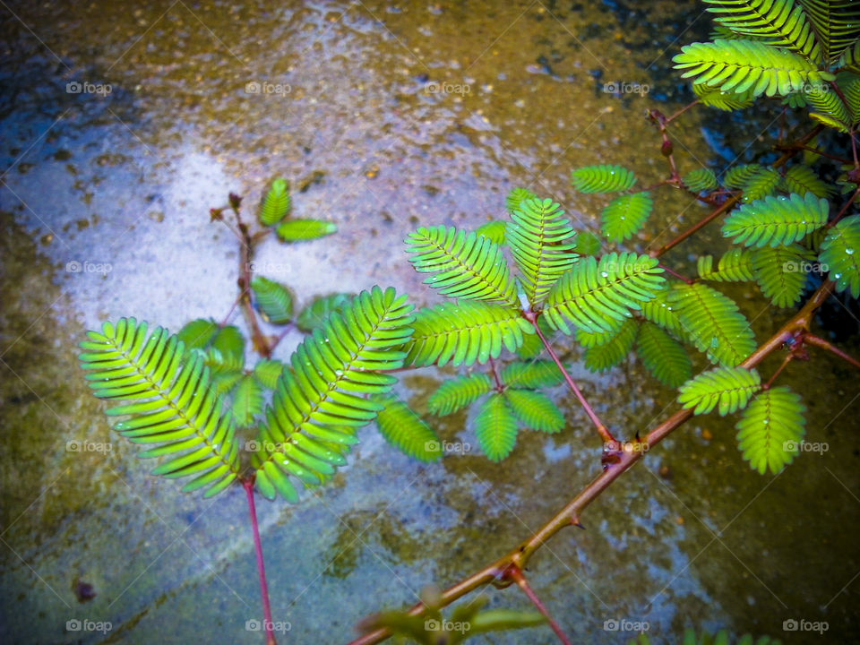 Touch Me Not Plant alies (Mimosa Pudica) shows a dual colour of Greenish on its Leaf