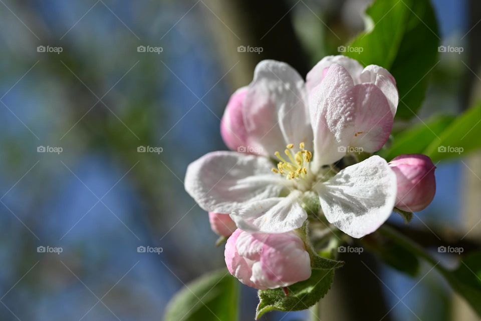 an apple tree flower