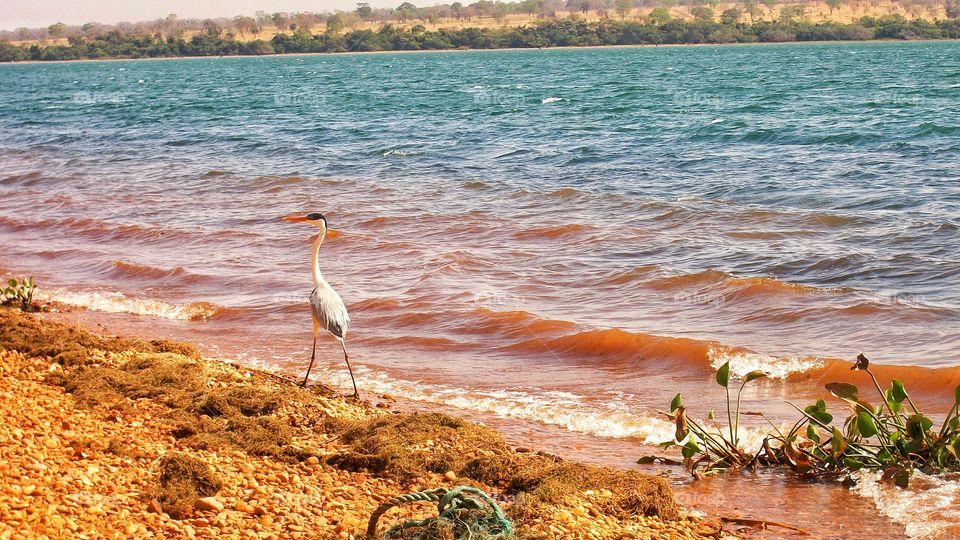 Garça na beira d'água. Rio.