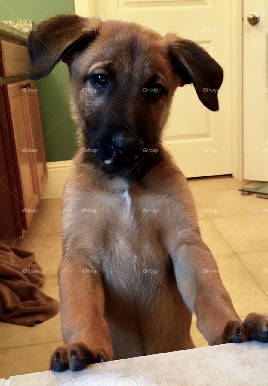 Eight week old Belgian Malinois, Bella.