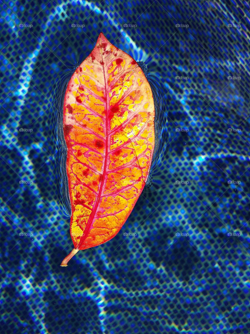 Leaf floating on water