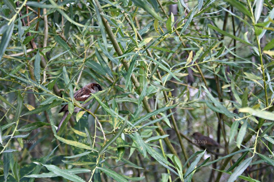 Bird on the tree