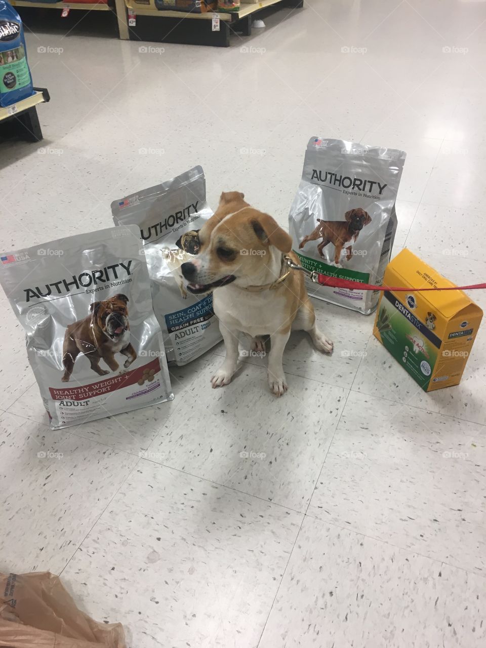 A puppy models her goodies that she has found while out shopping. Very spoiled. 