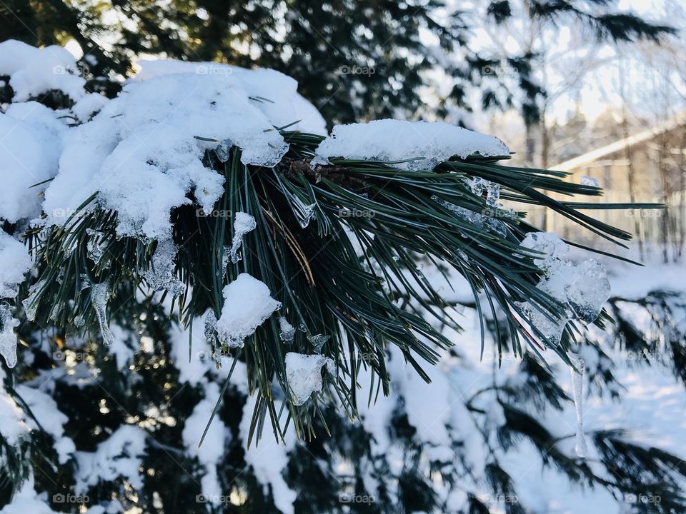 Pine tree branch covered in snow