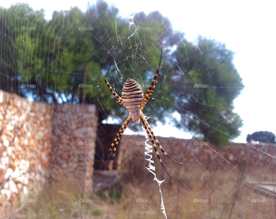 Tiger spider keep away from this fella