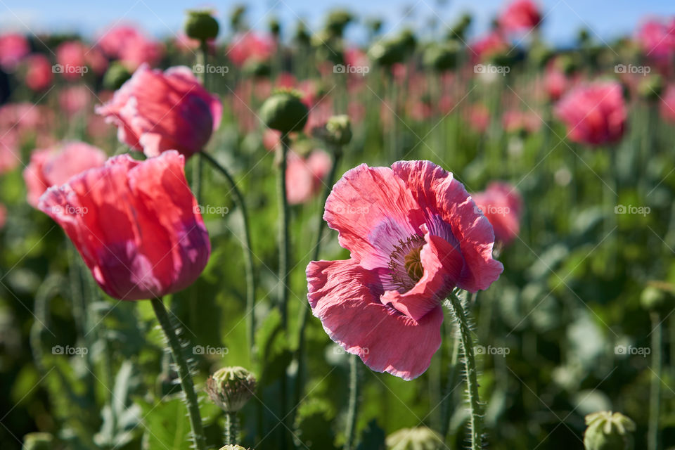 Poppy flower 