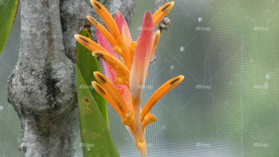 Heliconia Andromeda