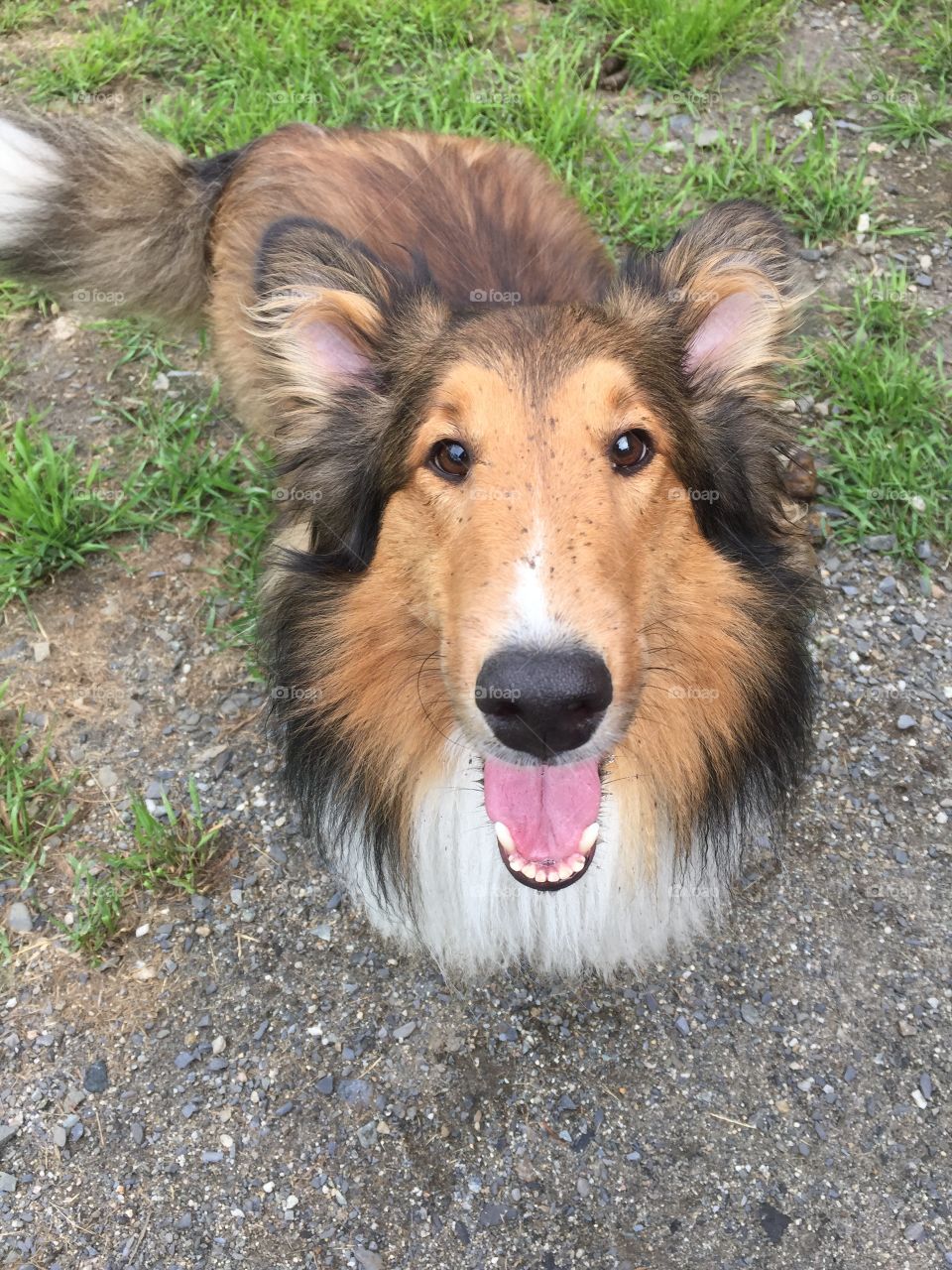 Overhead view of dog with mouth open