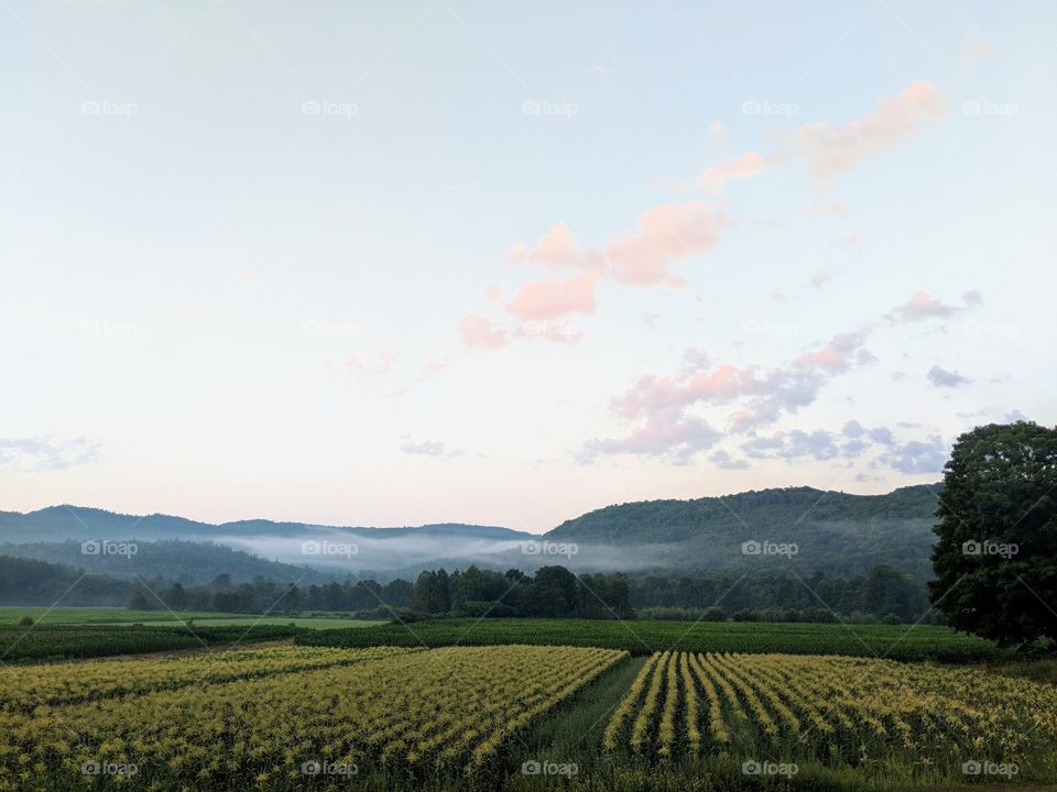 corn fields