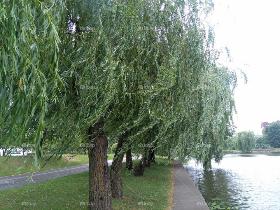 summer landscape street view river shore and willow trees