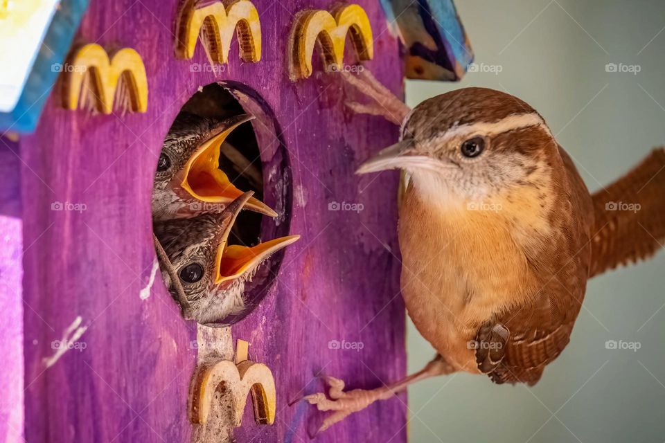 Looks like these demanding fledglings should be leaving the nest any hour! Carolina Wren. Garner, North Carolina. 