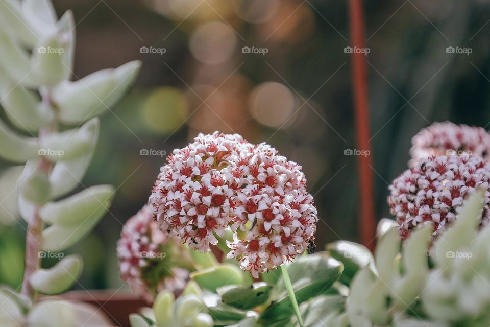 Succulent flower 