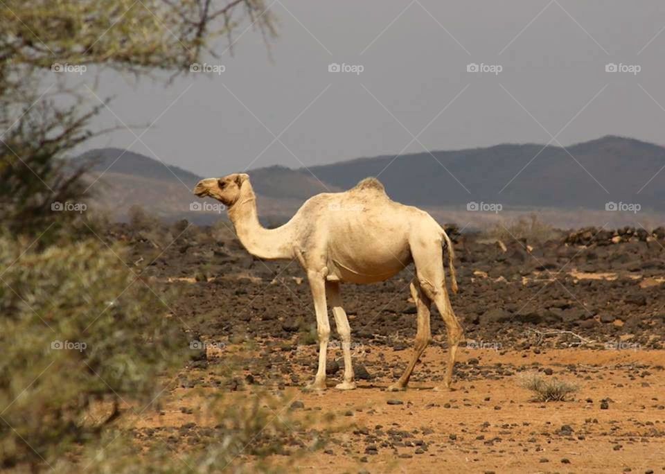 camel 