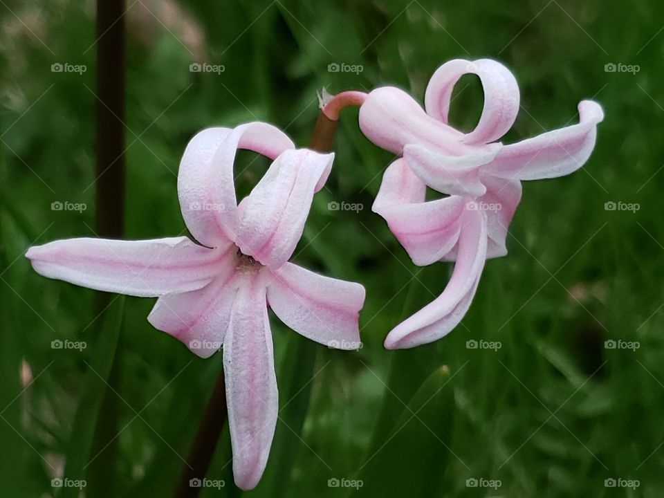 Pretty pink hyacinth flowers growing in the flower garden in spring