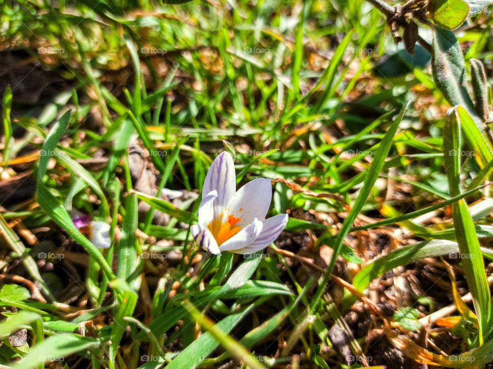 Spring Crocus flower.