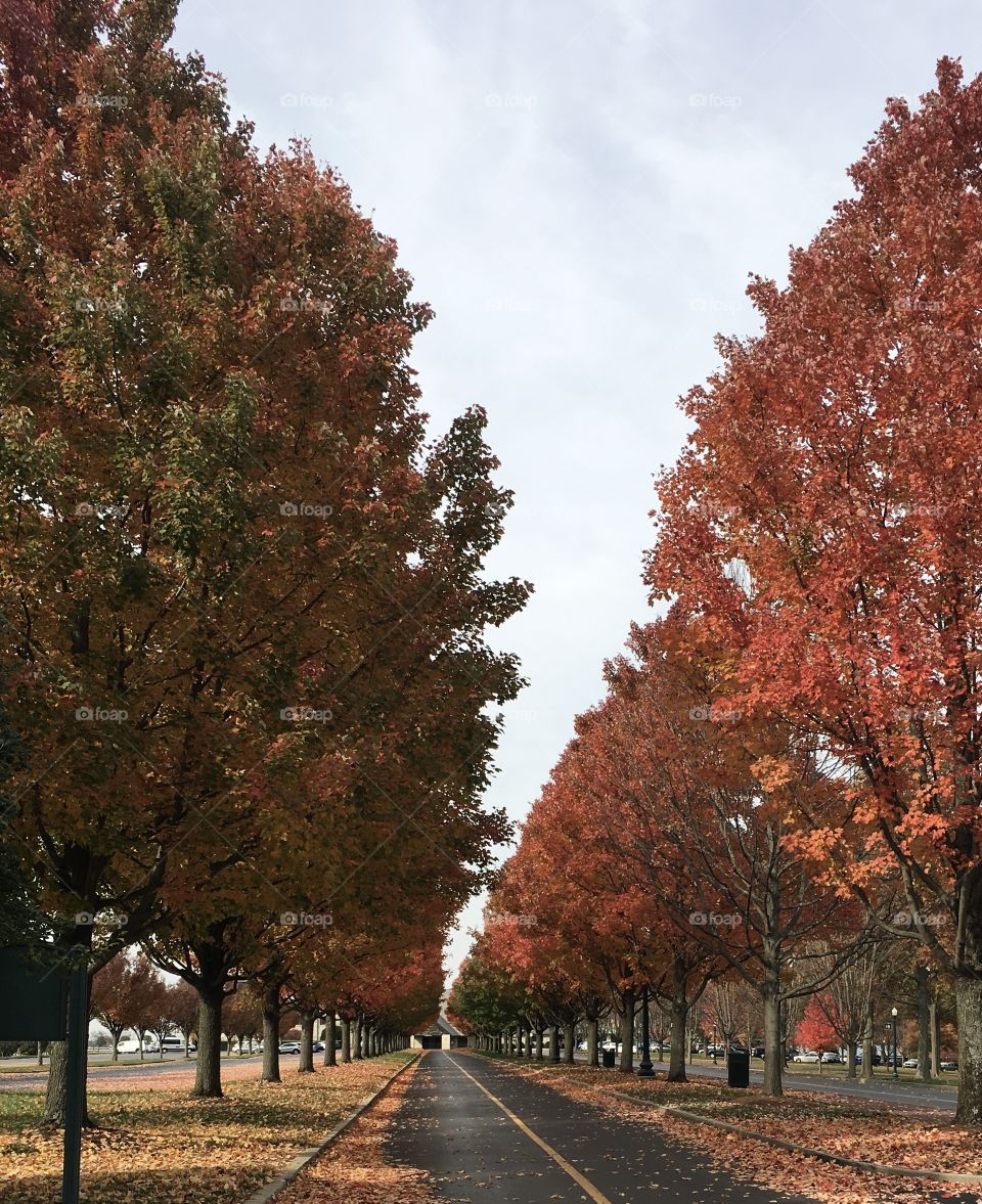 Row of fall trees