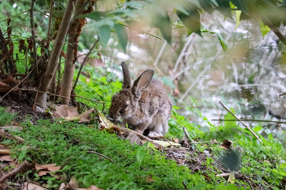 A wild rabbit in a wooded part of the city of Madrid