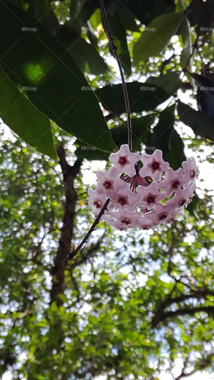 porcelainflower Hoya carnosam