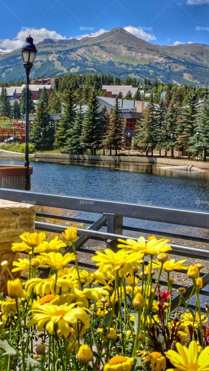Bright yellow flowers, blue sky, crystal clear water and high mountain peaks on a summer day in Breckenridge Colorado.