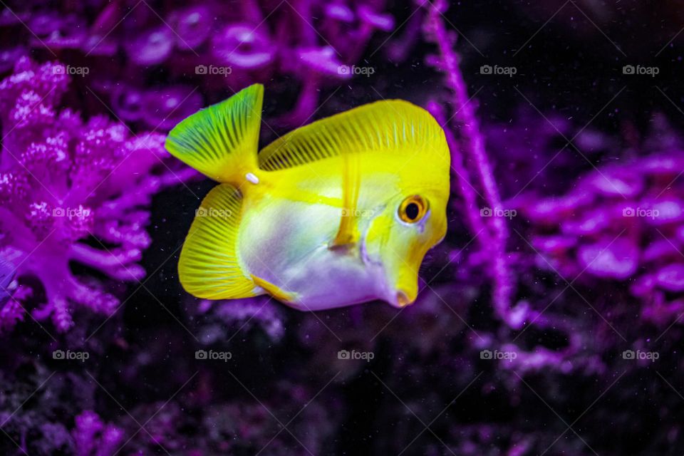 Yellow tang - sea aquarium fishes