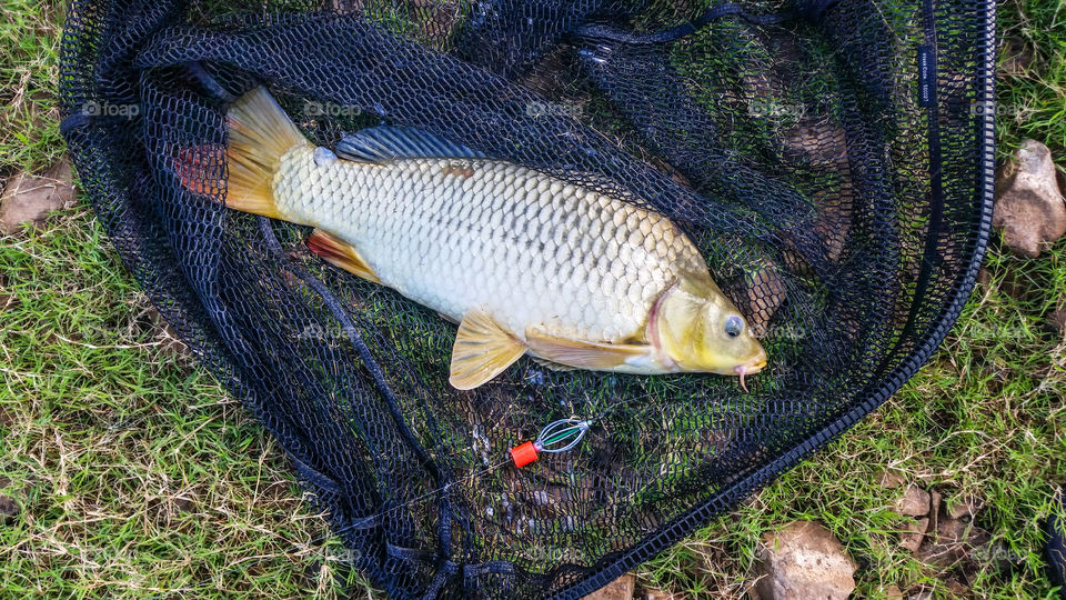 carp in a net