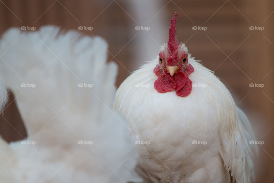 Poultry, Bird, No Person, Chicken, One