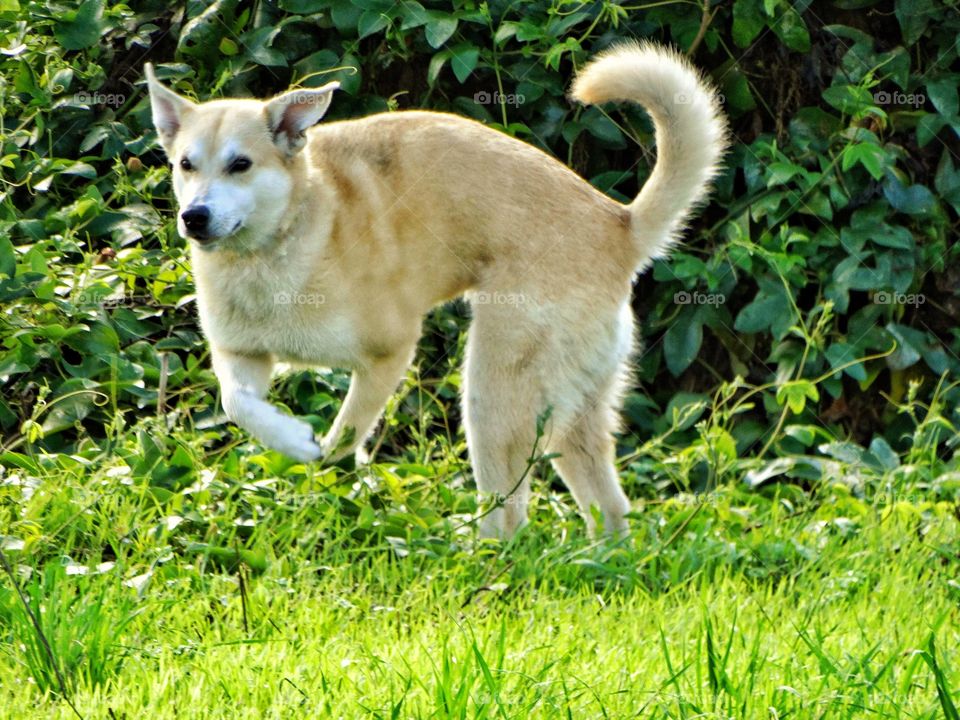 Mixed Breed Yellow Lab