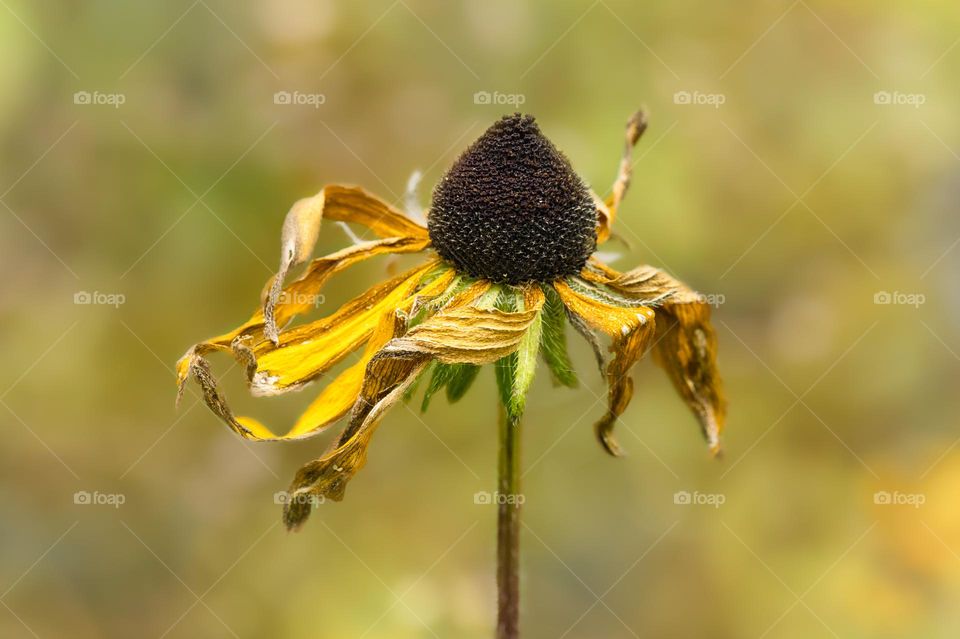 Wilted coneflower 