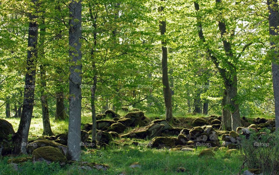 Lush Forest