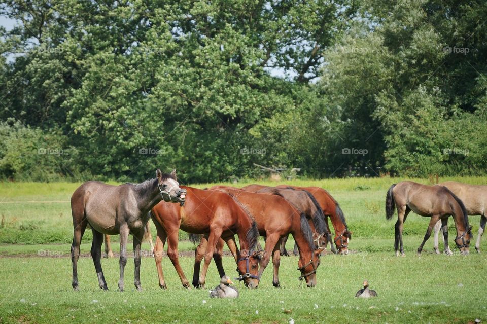 Young horses