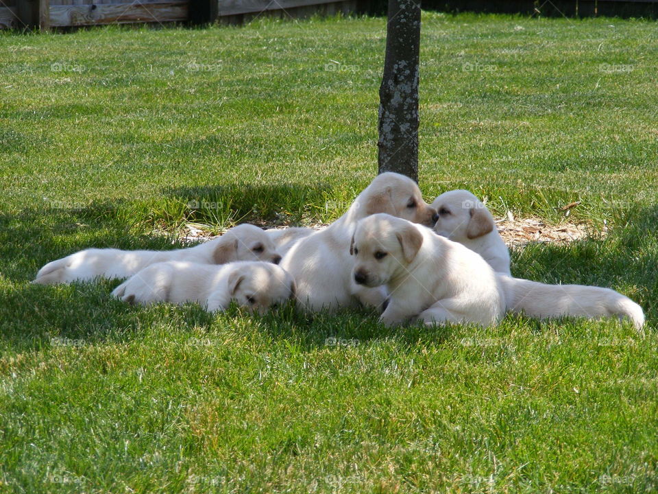 This litter of puppies is starting to settle down for a nap.