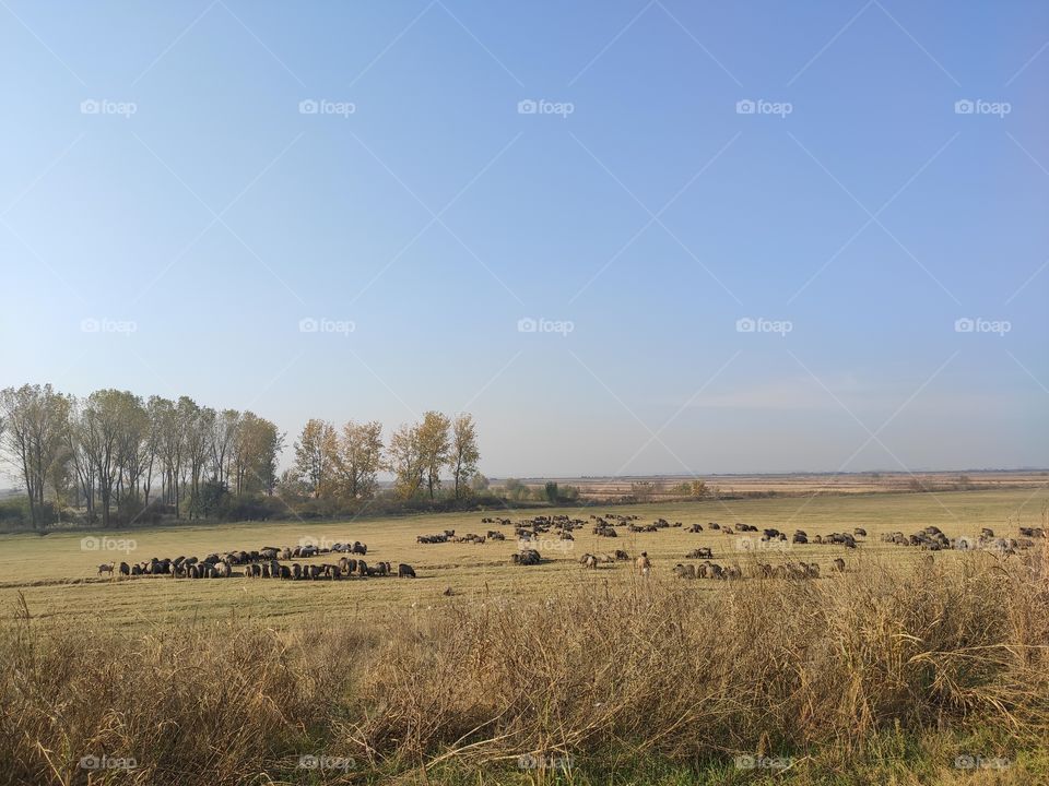 Flock of sheep Titel hill Serbia